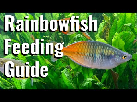 The Essential Feeding Guide For Rainbowfish #tropicalfish #aquarium #fishtank #aquascape