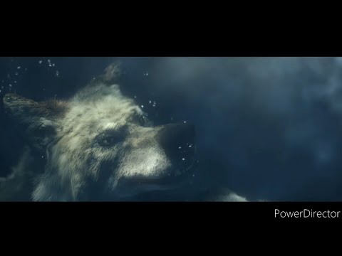 alone a wolf's winter underwater scene