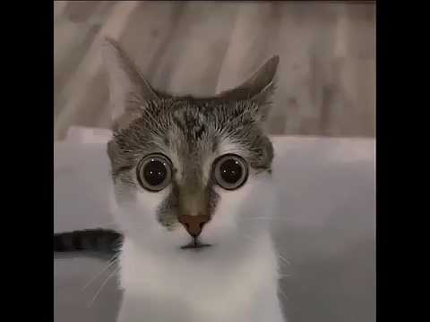 Cat Staring with Big Eyes Meme 4K 60fps