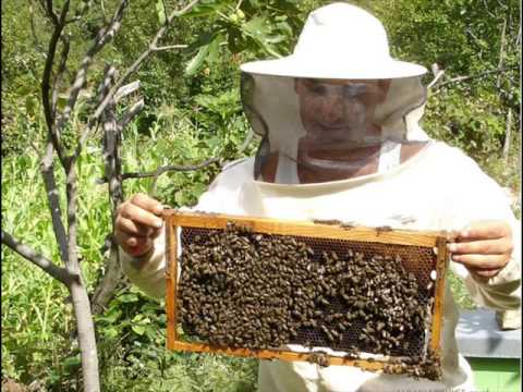 Matt McGinn- The Big Effen Bee