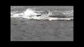 preview picture of video 'Pilot Whale Distressed 25th September 2014'