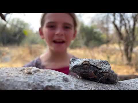 On Safari With Nala | Episode 21| Grey Foam Nest Tree Frog