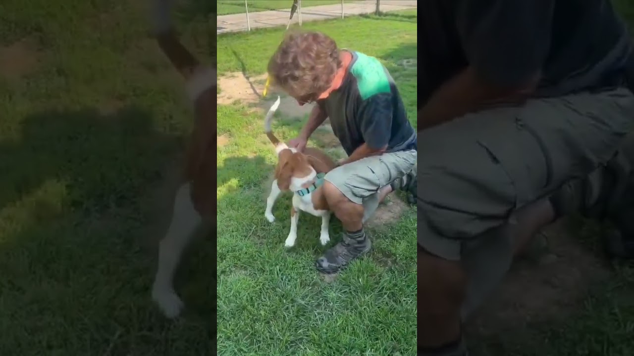 Freddie, a ADOPTABLE Beagle in Shippenville, PA video 6/6