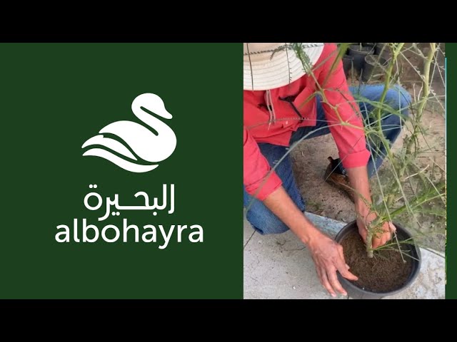 بذور شجرة‬ باركنسونيا شوكة الفرس