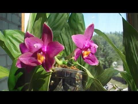 Phal. Joey x Samera blue