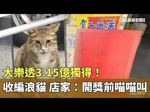 大樂透3.15億獨得！　收編浪貓　店家：開獎前喵喵叫