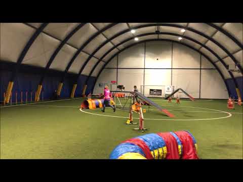 Figusia A1 (łapka do A2) & Kiwi przebieg A2 - Styczniowe Egzaminy Hot Agility Dogs (styczeń 2020)