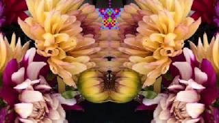 road dahlias (If You Haven't Any Hay by Dave Ray & Tony Glover)