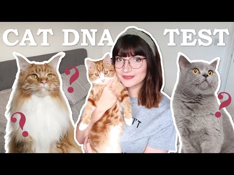 I tested my kitten's DNA | What breeds is he?