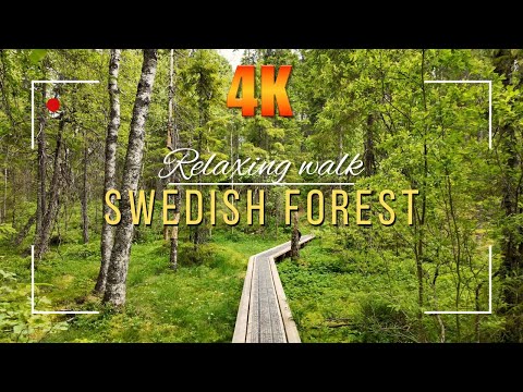 Relaxing Forest Walk – Sweden in 4K | Natural Sounds Only