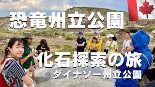 ダイナソー州立公園🇨🇦世界最大級の恐竜化石発掘エリアで化石を探すカナダのバスツアーを紹介！