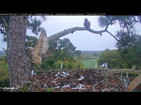 Owlet Takes A Leap, Branches At Savannah Great Horned Owl Nest! – April 6, 2022