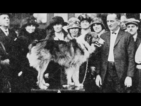 Jeff Gianola's Journal: Bobbie the Wonder Dog - YouTube