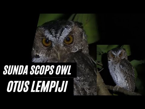 Sunda Scops Owl Otus lempiji — Celepuk Reban