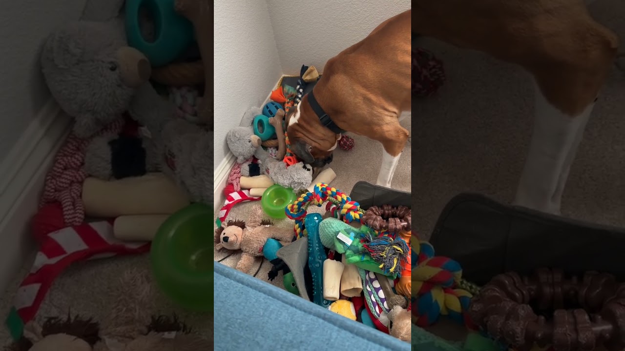 Enlarge Oscar, an adopted Boxer in Davis, CA video 5/6