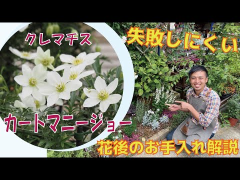 常緑クレマチス 植物