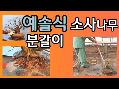 , title : '분재관리 64강 잡목분재의 예솔식 분갈이 Changing the soil of the bonsai by YESOL-style'