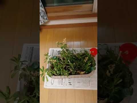 鉢植えの完全な太陽の植物 多肉植物 多肉植物 サボテン