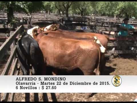 22-12-15 Venta de Gordo - Alfredo S. Mondino - Olavarria.
