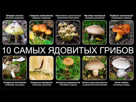 Топ 10 САМЫХ ЯДОВИТЫХ  ГРИБОВ В МИРЕ