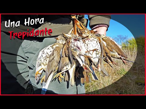 ZORZALES al Paso✨ ¡Una hora de CAZA trepidante!🤩 2023