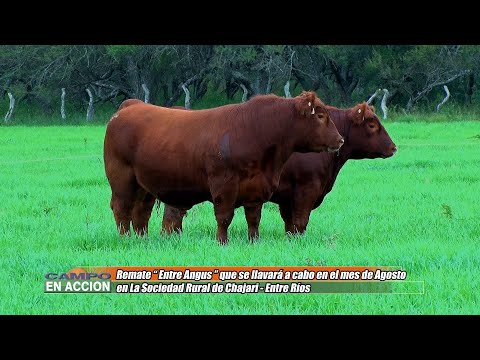 Angus para Exigentes Cabaña Don Goyo La Oca - Julian Pessolani