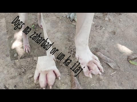 Dogs ma zaharbad ka ilaj