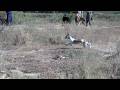 Hunting Dogs 2024 Rabbit Hunting 2024 Epic Greyhound Racing High Speed Hare New Hunting 2024
