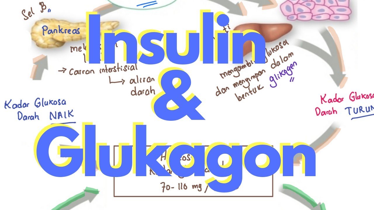 Hormon Insulin dan Glukagon | Mekanisme Kontrol Glukosa