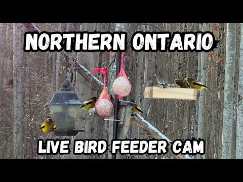 Live Bird Feeder Cam - New Liskeard, Ontario, Canada.