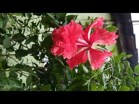 Kousalya Suputra Song