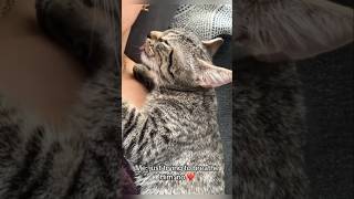 #cat #cute #catvideo #cutecat #funnyvideo #funny #pets