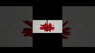 ヨルシカ LIVE TOUR 2025「盗作再演」盗作/創作セトリメドレー Guitar＆Basscover byフクレモ.  #盗作live  #キタニタツヤ【#盗作】【#ヨルシカ】【#盗作再演】