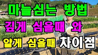 홍산마늘 심는시기 / 빗자루 활용 정말 편합니다 / 마늘심는방법 / 마늘재배