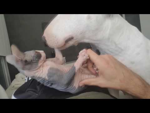 Fabiola Gato Sphynx