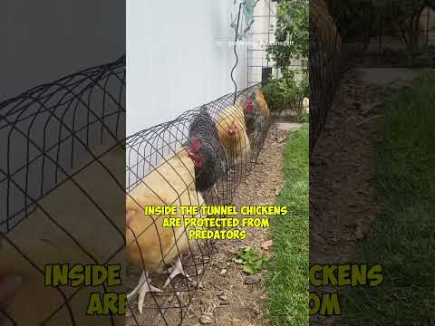 Tunnel Chicken Coop: Modern Farming Innovation for Healthy & Productive Chickens