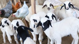 Cute Little Farm Animal Sounds in 3 Minutes , Lambs , Chicken , Duck , Cow , Music For Relax