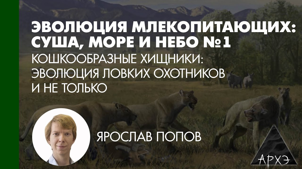 Ярослав Попов: «Кошкообразные хищники: эволюция ловких охотников и не тольк?