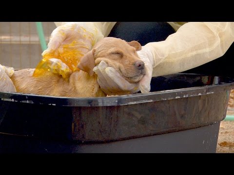 YouTube video about: When can I bathe my dog after lime sulfur dip?