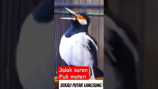 Download lagu Pancingan Jalak suren mp3 Download lagu Pancingan Jalak suren mp3