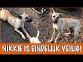 Hoe is Nikkie in de opvang terecht gekomen? | DierenpraatTV