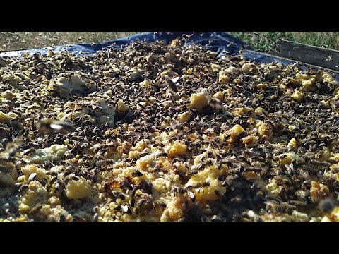 Продлеваем майский взяток, стимулируем пасеку