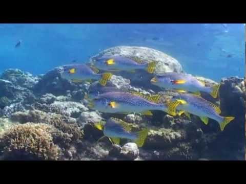 Fahad's Great Barrier Reef scuba diving