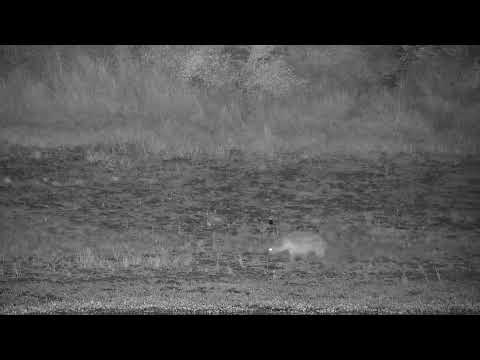 Djuma: Hyena (with no tail=Ribbon) walking on other side of dam - 22:33 - 03/17/2022