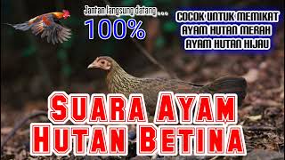 Download lagu SUARA AYAM HUTAN BETINA || 100% JANTAN DATANG mp3