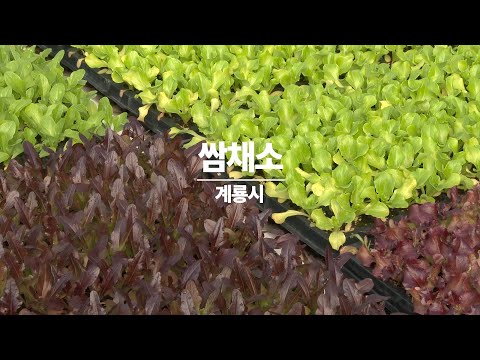 , title : '계룡시 쌈채소 재배농장'