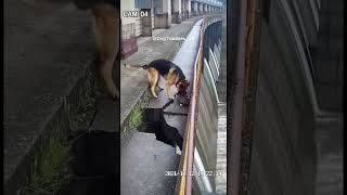 German Shepherd rescues cat from collapsing dam walkway