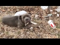 Rescue Of Sinbad Stray Rescue Of St Louis