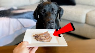 LABRADOR REVIEWS $100 STEAK!!