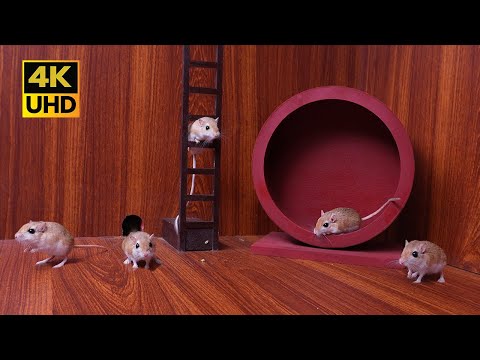 4K Cat TV: Mice on the Move — Climbing, Spinning, and Scurrying Fun for cats to watch